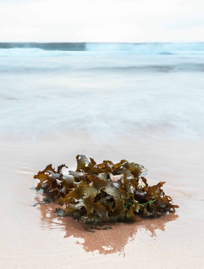 seaweeds