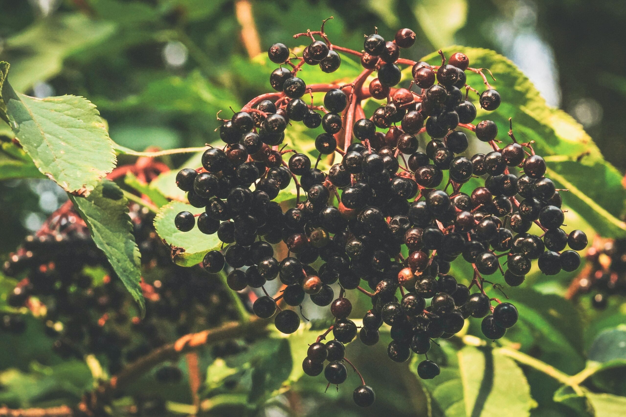 4 Best Elderberry Supplements