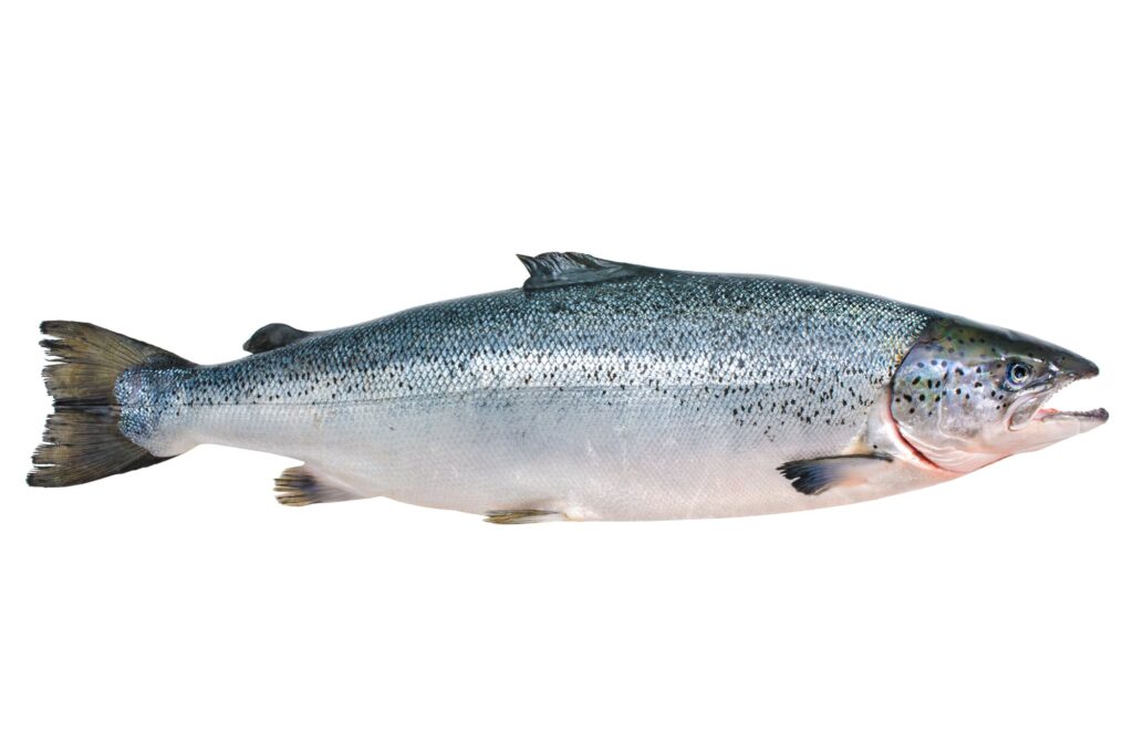 atlantic salmon 