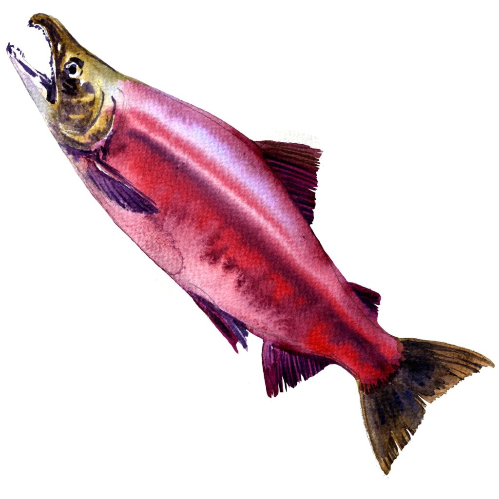 red salmon